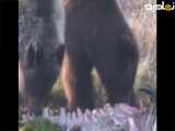 حمله خرس بوفالو کوهان دار