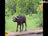 مبارزه گاومیش وشیر