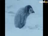 پنگوئن بچه باید قبل از یخ زدن مادرش را پیدا کند |