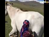 نحوه صحیح دوشیدن شیر اسب