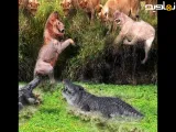 مستند حیوانات وحشی || شگفت انگیزترین لحظات حیوانات وحشی || فیلم حیوانا
