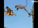 نبرد شدید بین زرافه شیر بر سر نوزاد تازه متولد شده اش- حمله حیوانات وحشی