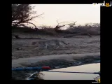 ثبت تصویر گربه وحشی آسیایی در شنزارهای کرخه