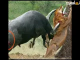 بوفالو برای از بین بردن شیر وحشی میجنگد! حمله حیوانات وحشی