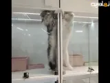 این گربه ها رو به دلیل دعوای مداوم جدا کردن ، ولی.....
